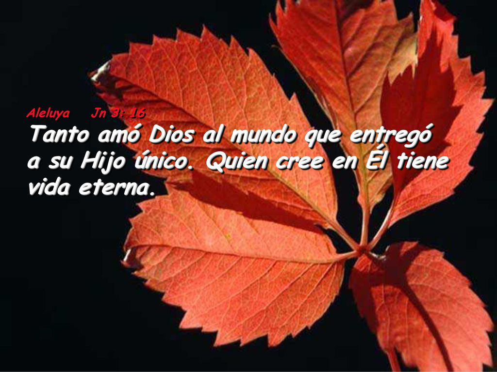 Aleluya Jn 3: 16 Tanto amó Dios al mundo que entregó a su Hijo único.