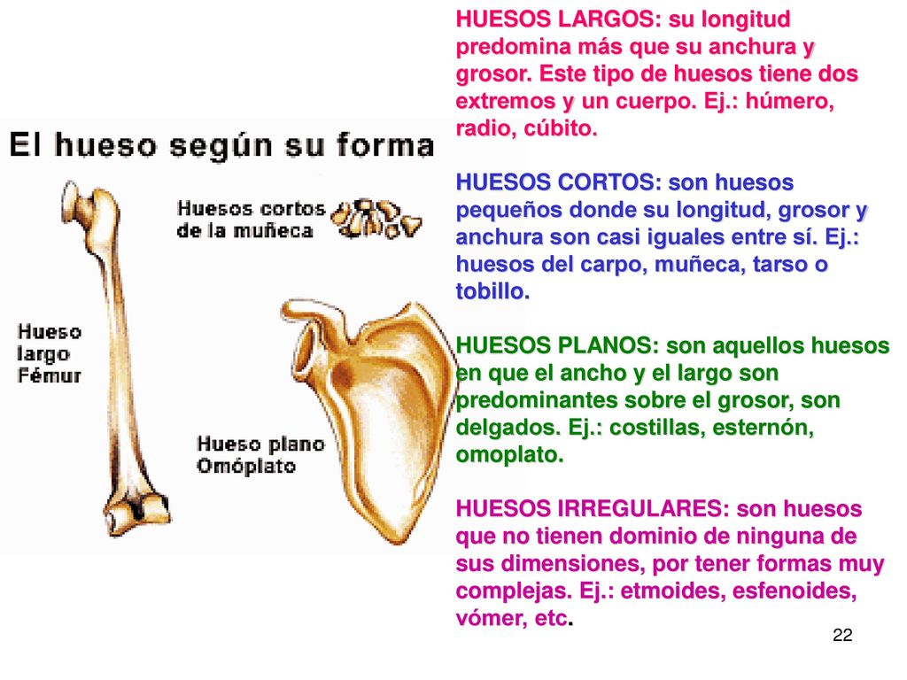 HUESOS LARGOS: su longitud predomina más que su anchura y grosor