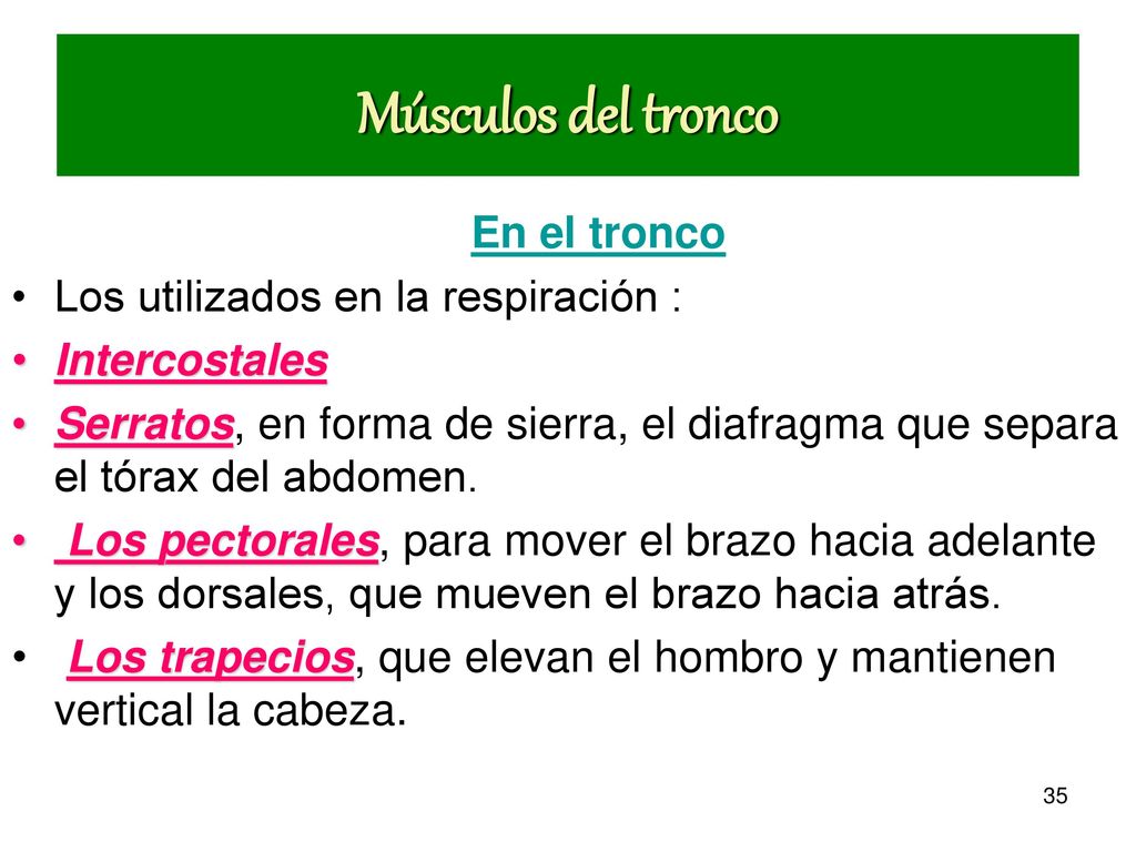 Músculos del tronco En el tronco Los utilizados en la respiración :