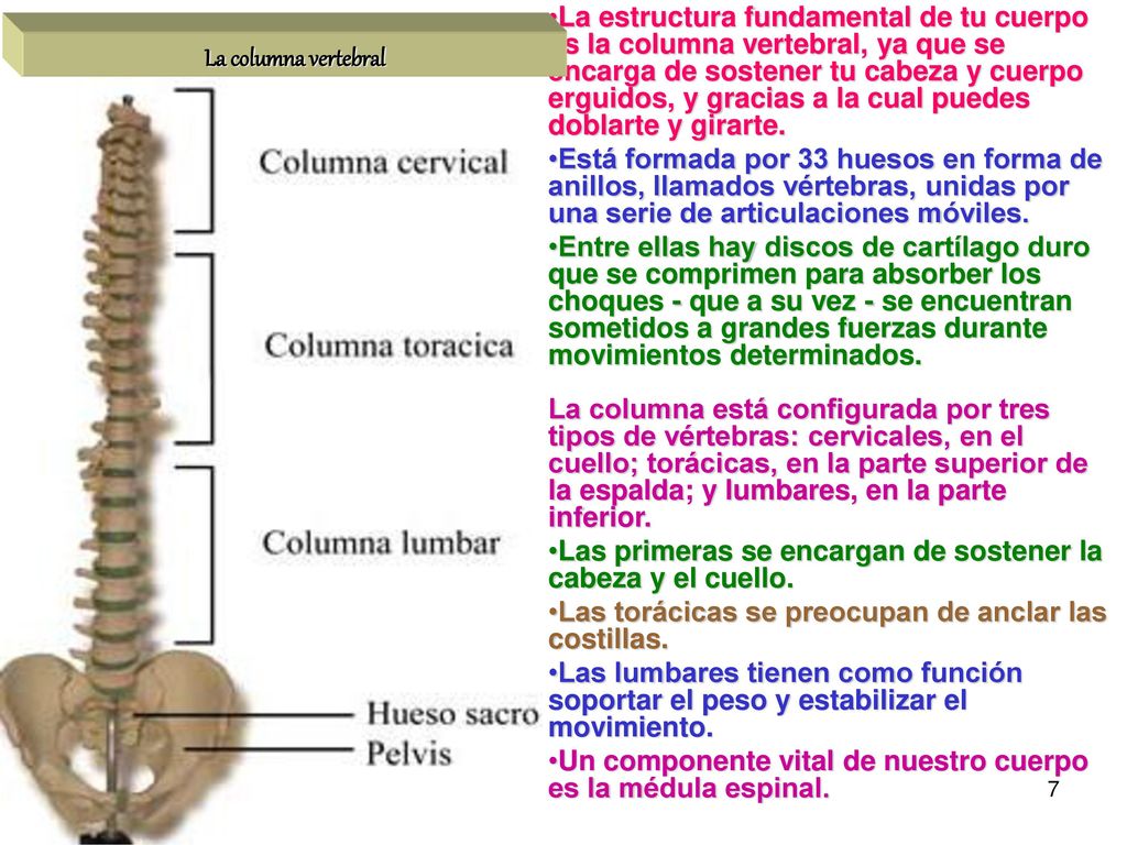 La estructura fundamental de tu cuerpo es la columna vertebral, ya que se encarga de sostener tu cabeza y cuerpo erguidos, y gracias a la cual puedes doblarte y girarte.