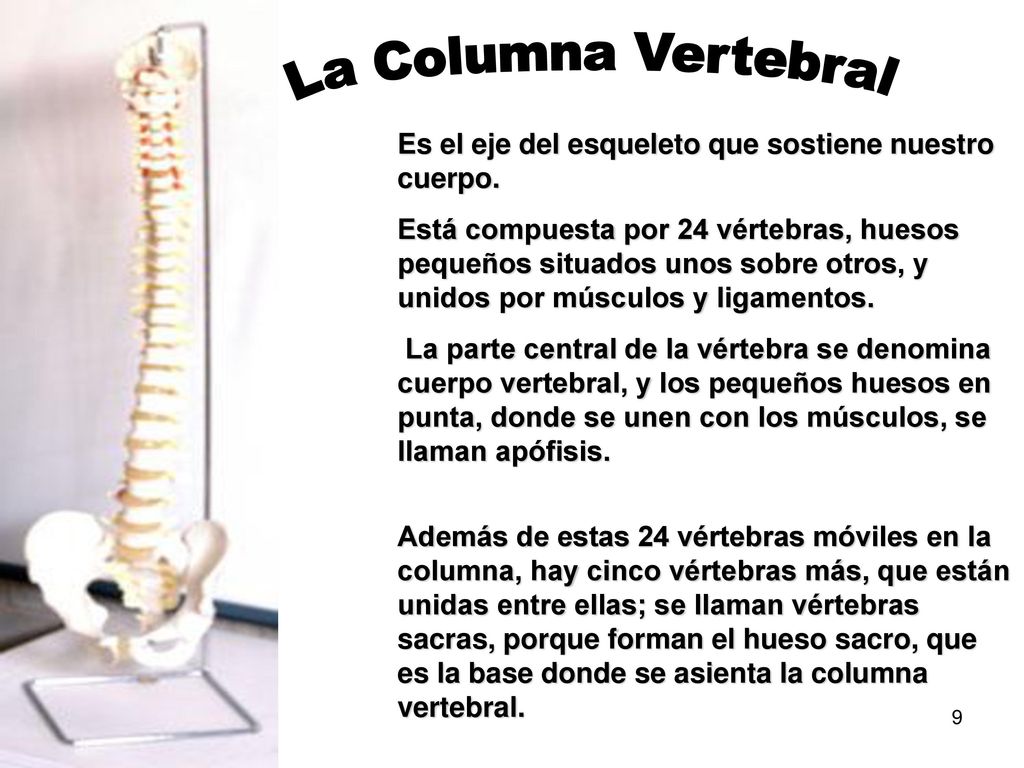 La Columna Vertebral Es el eje del esqueleto que sostiene nuestro cuerpo.