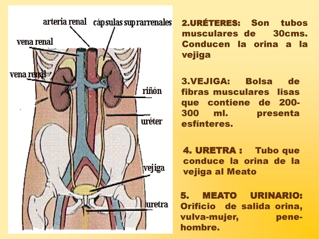 4. URETRA : Tubo que conduce la orina de la vejiga al Meato