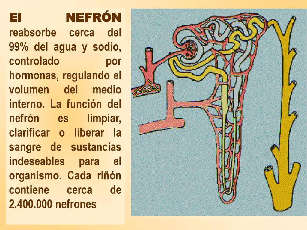 El NEFRÓN reabsorbe cerca del 99% del agua y sodio, controlado por hormonas, regulando el volumen del medio interno.