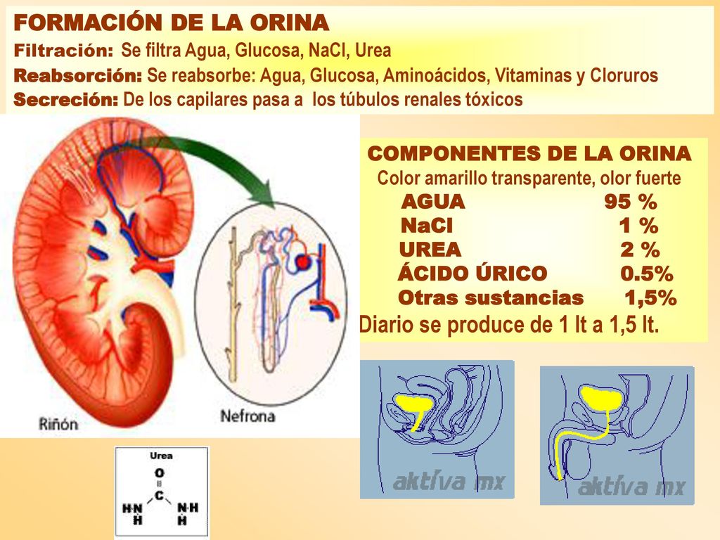 COMPONENTES DE LA ORINA Color amarillo transparente, olor fuerte