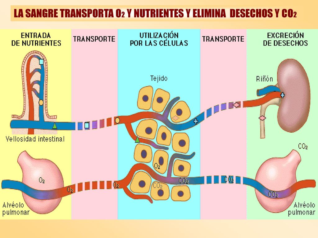 LA SANGRE TRANSPORTA O2 Y NUTRIENTES Y ELIMINA DESECHOS Y CO2