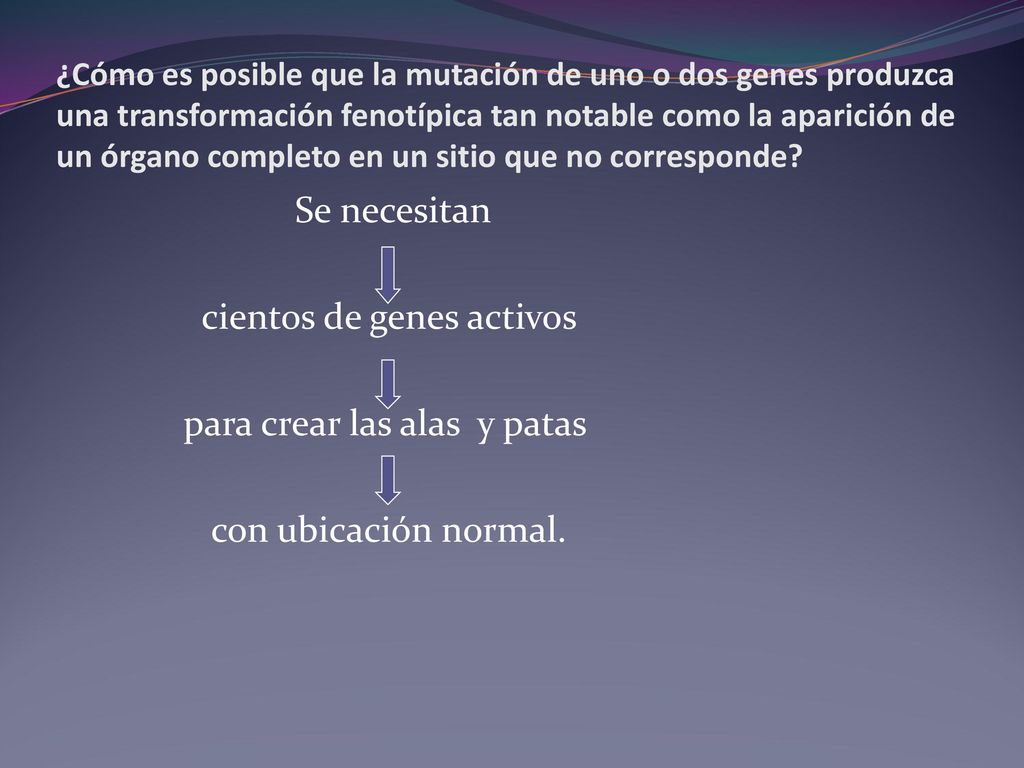 ¿Cómo es posible que la mutación de uno o dos genes produzca una transformación fenotípica tan notable como la aparición de un órgano completo en un sitio que no corresponde