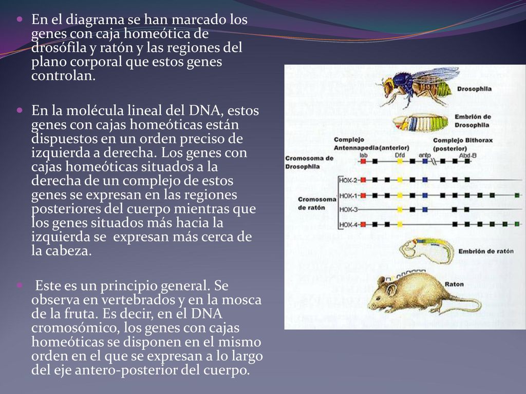 En el diagrama se han marcado los genes con caja homeótica de drosófila y ratón y las regiones del plano corporal que estos genes controlan.
