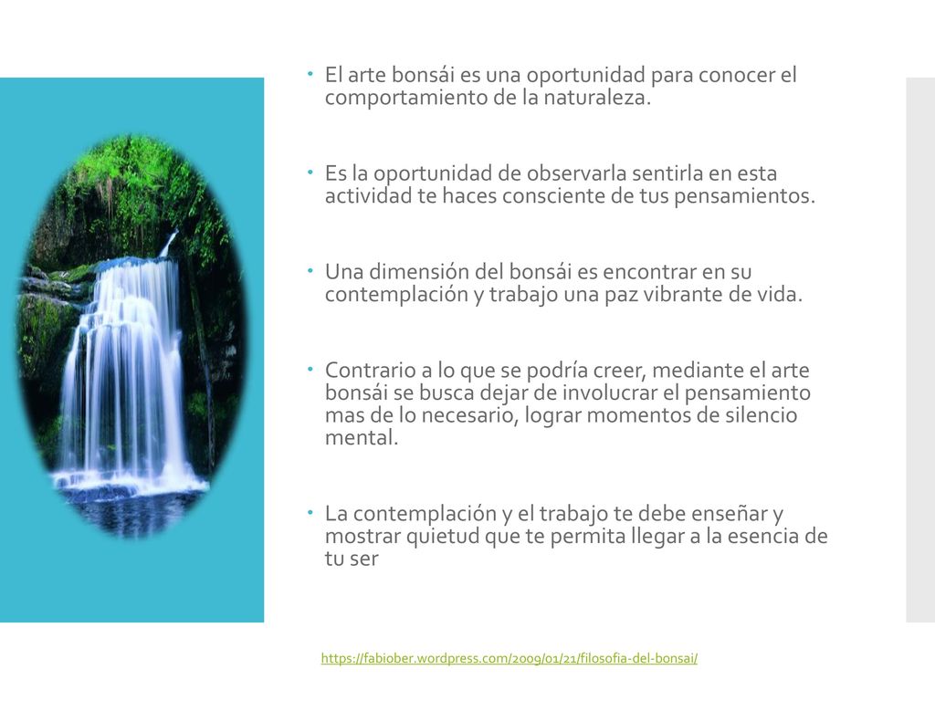 El arte bonsái es una oportunidad para conocer el comportamiento de la naturaleza.