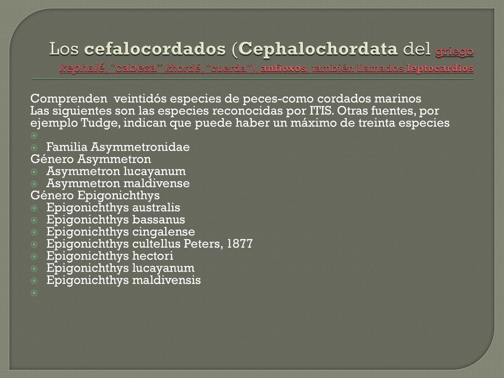 Los cefalocordados (Cephalochordata del griego kephalé, cabeza khordé, cuerda ), anfioxos, también llamados leptocardios