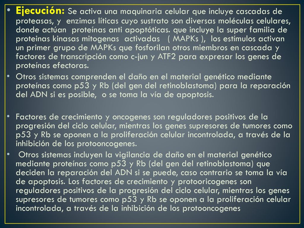 Ejecución: Se activa una maquinaria celular que incluye cascadas de proteasas, y enzimas líticas cuyo sustrato son diversas moléculas celulares, donde actúan proteínas anti apoptóticas. que incluye la super familia de proteinas kinasas mitogenas activadas ( MAPKs ), los estímulos activan un primer grupo de MAPKs que fosforilan otros miembros en cascada y factores de transcripción como c-jun y ATF2 para expresar los genes de proteínas efectoras.