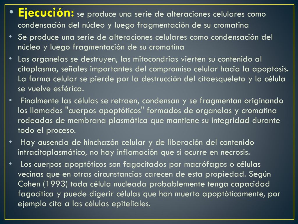 Ejecución: se produce una serie de alteraciones celulares como condensación del núcleo y luego fragmentación de su cromatina