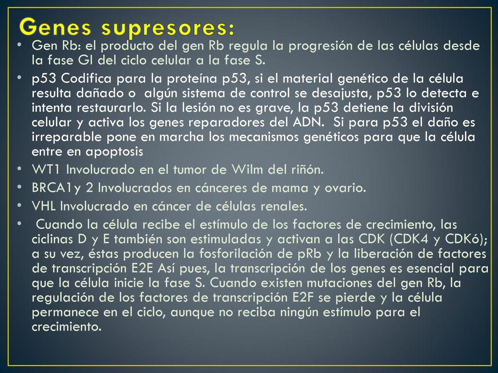 Genes supresores: Gen Rb: el producto del gen Rb regula la progresión de las células desde la fase GI del ciclo celular a la fase S.