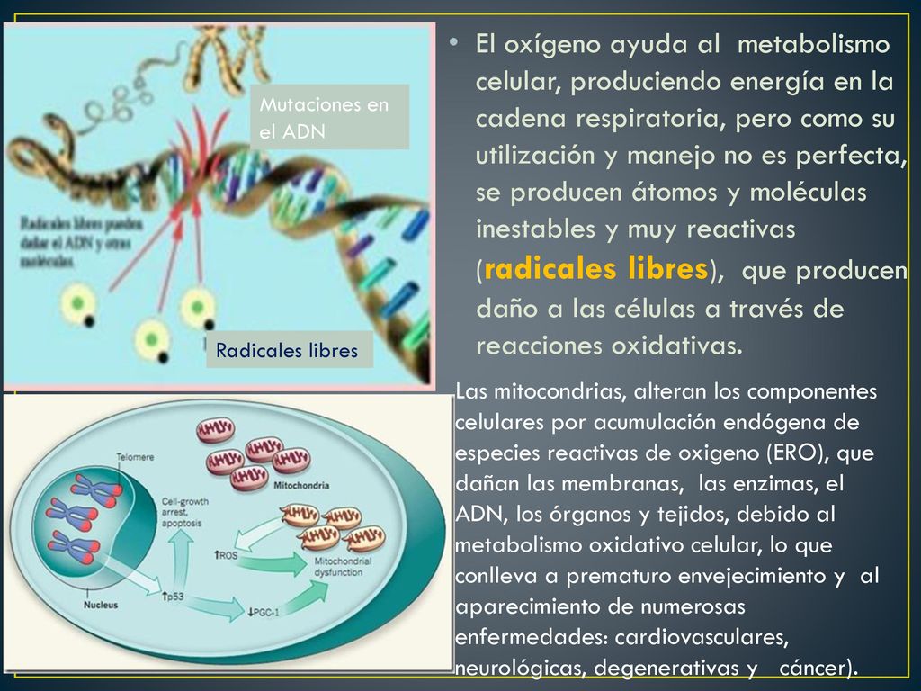 El oxígeno ayuda al metabolismo celular, produciendo energía en la cadena respiratoria, pero como su utilización y manejo no es perfecta, se producen átomos y moléculas inestables y muy reactivas (radicales libres), que producen daño a las células a través de reacciones oxidativas.