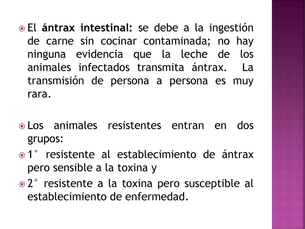 El ántrax intestinal: se debe a la ingestión de carne sin cocinar contaminada; no hay ninguna evidencia que la leche de los animales infectados transmita ántrax. La transmisión de persona a persona es muy rara.