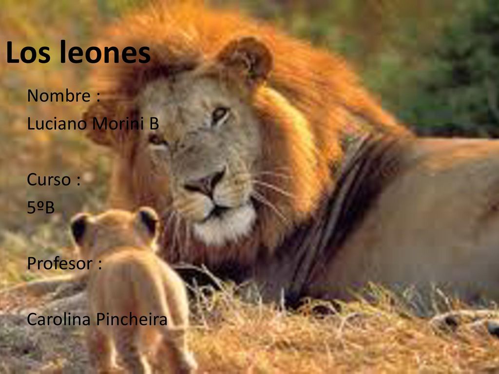 Los leones Nombre : Luciano Morini B Curso : 5ºB Profesor :