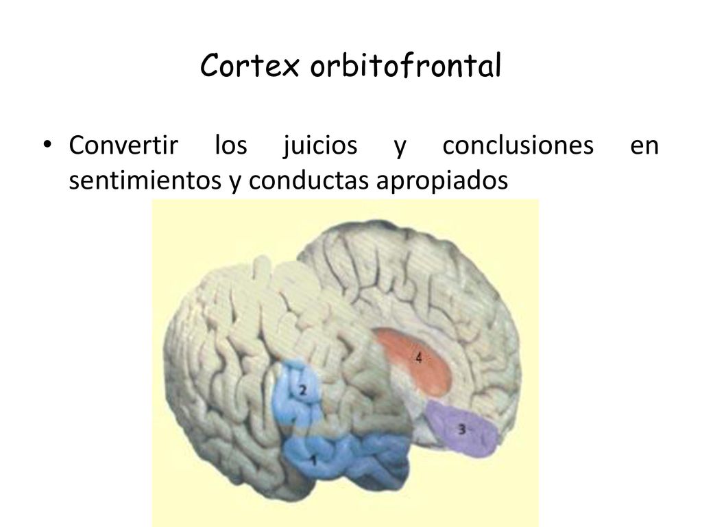 Cortex orbitofrontal Convertir los juicios y conclusiones en sentimientos y conductas apropiados