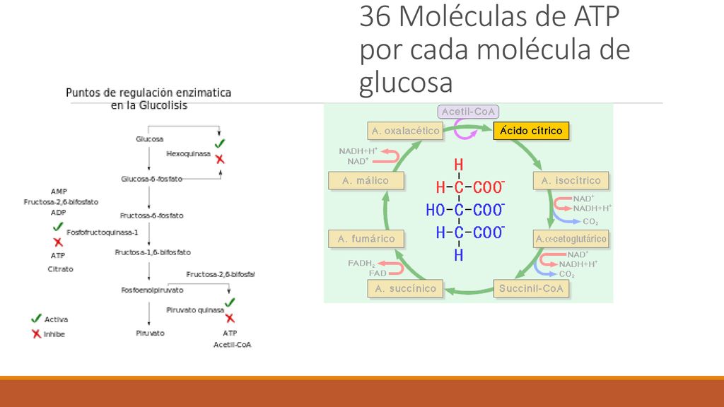 CO2 agua 36 Moléculas de ATP por cada molécula de glucosa