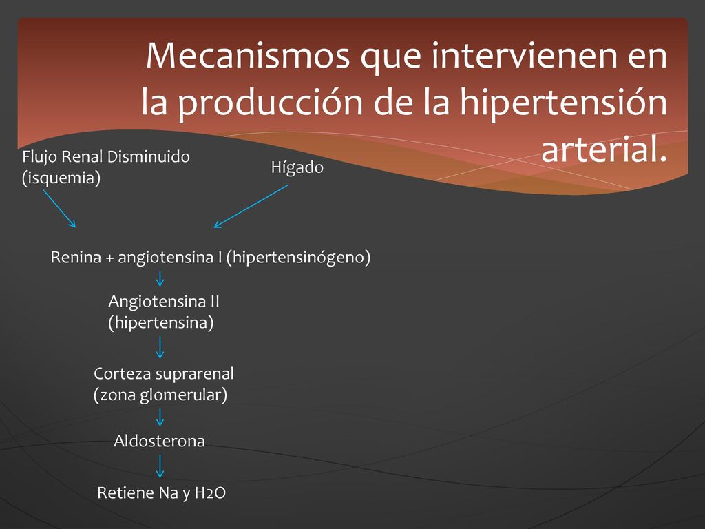 Mecanismos que intervienen en la producción de la hipertensión arterial.