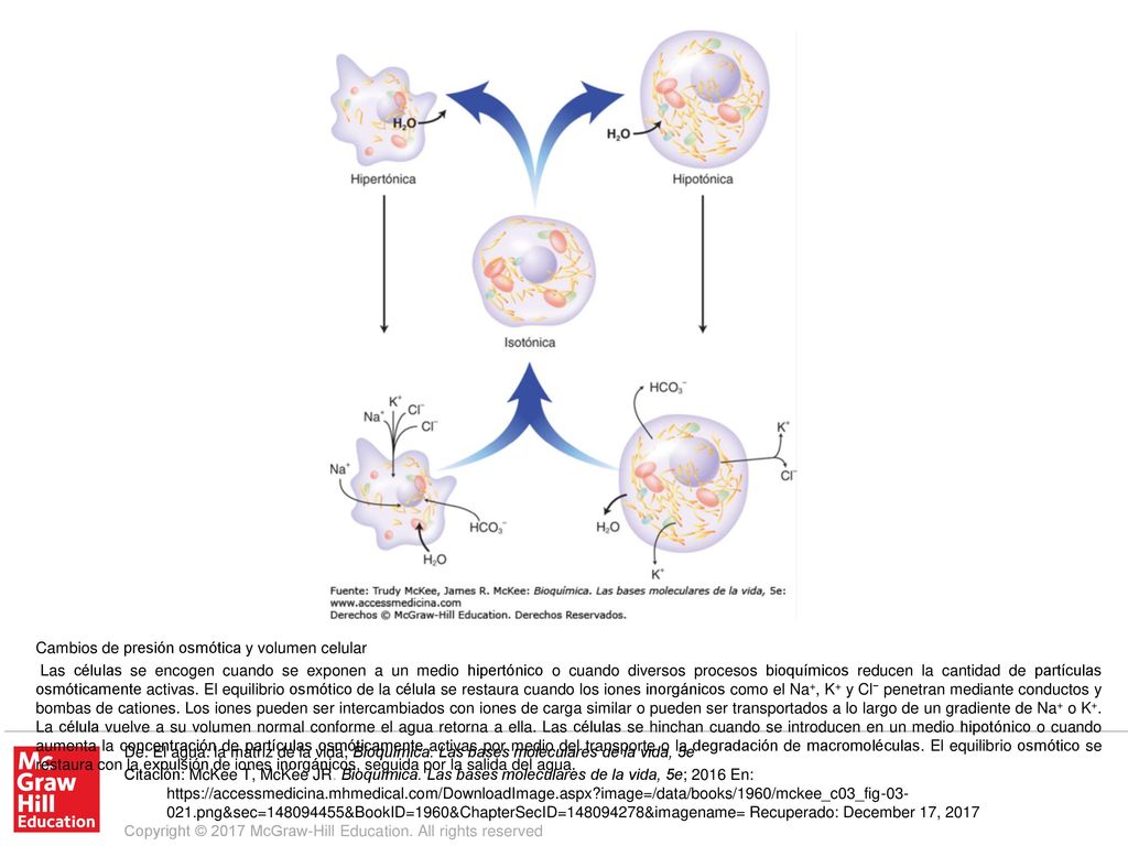 Las células se encogen cuando se exponen a un medio hipertónico o cuando diversos procesos bioquímicos reducen la cantidad de partículas osmóticamente activas. El equilibrio osmótico de la célula se restaura cuando los iones inorgánicos como el Na+, K+ y Cl− penetran mediante conductos y bombas de cationes. Los iones pueden ser intercambiados con iones de carga similar o pueden ser transportados a lo largo de un gradiente de Na+ o K+. La célula vuelve a su volumen normal conforme el agua retorna a ella. Las células se hinchan cuando se introducen en un medio hipotónico o cuando aumenta la concentración de partículas osmóticamente activas por medio del transporte o la degradación de macromoléculas. El equilibrio osmótico se restaura con la expulsión de iones inorgánicos, seguida por la salida del agua.
