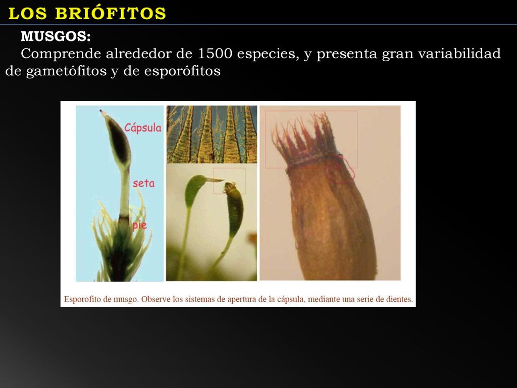 LOS BRIÓFITOS MUSGOS: Comprende alrededor de 1500 especies, y presenta gran variabilidad de gametófitos y de esporófitos.
