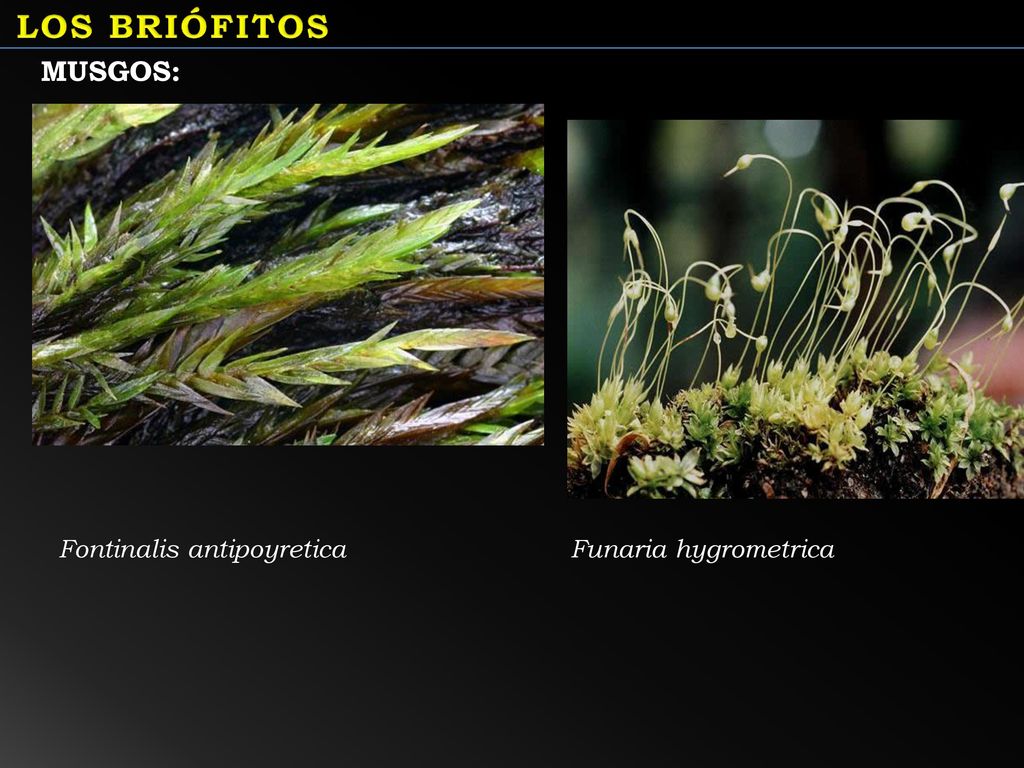 LOS BRIÓFITOS MUSGOS: Fontinalis antipoyretica Funaria hygrometrica