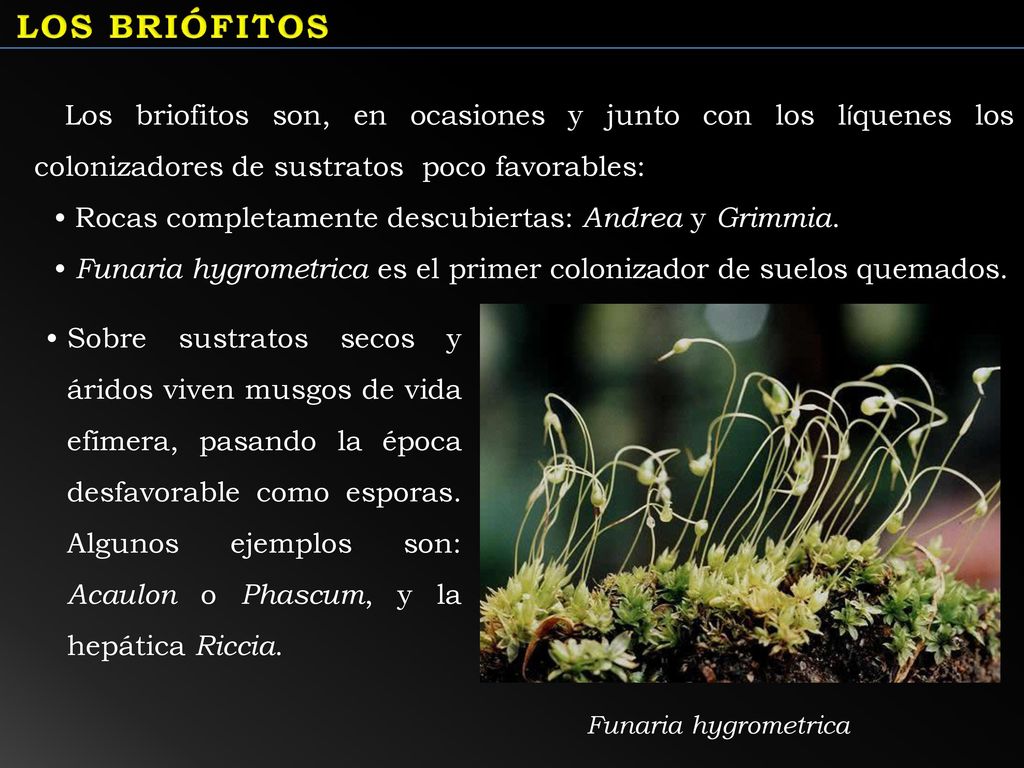 LOS BRIÓFITOS Los briofitos son, en ocasiones y junto con los líquenes los colonizadores de sustratos poco favorables: