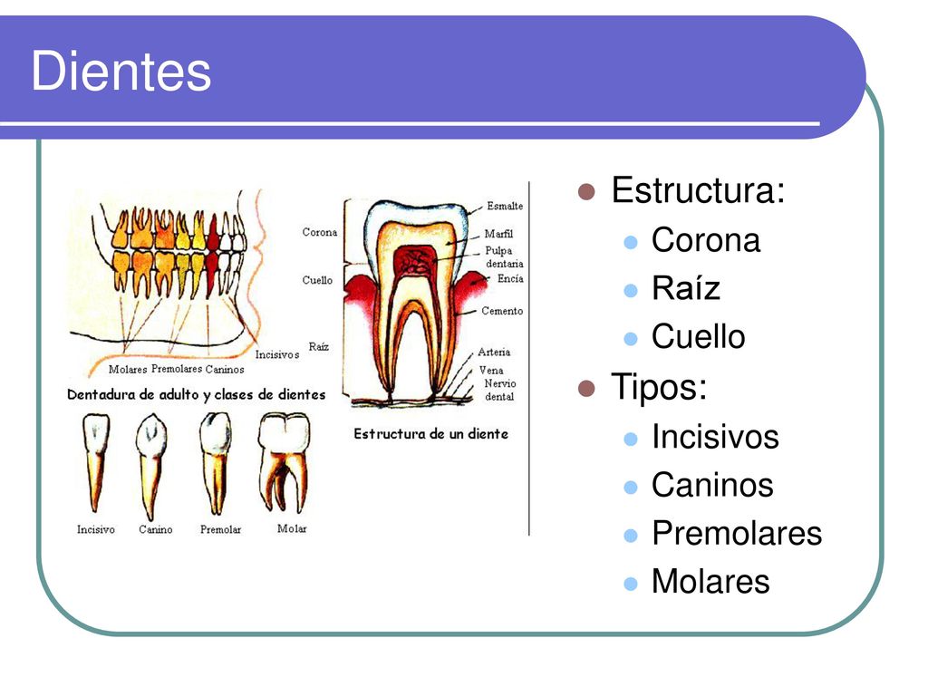 Dientes Estructura: Tipos: Corona Raíz Cuello Incisivos Caninos
