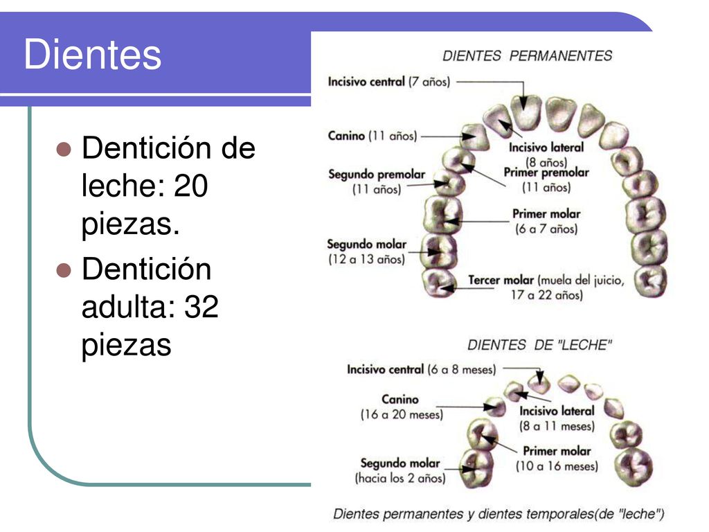 Dientes Dentición de leche: 20 piezas. Dentición adulta: 32 piezas