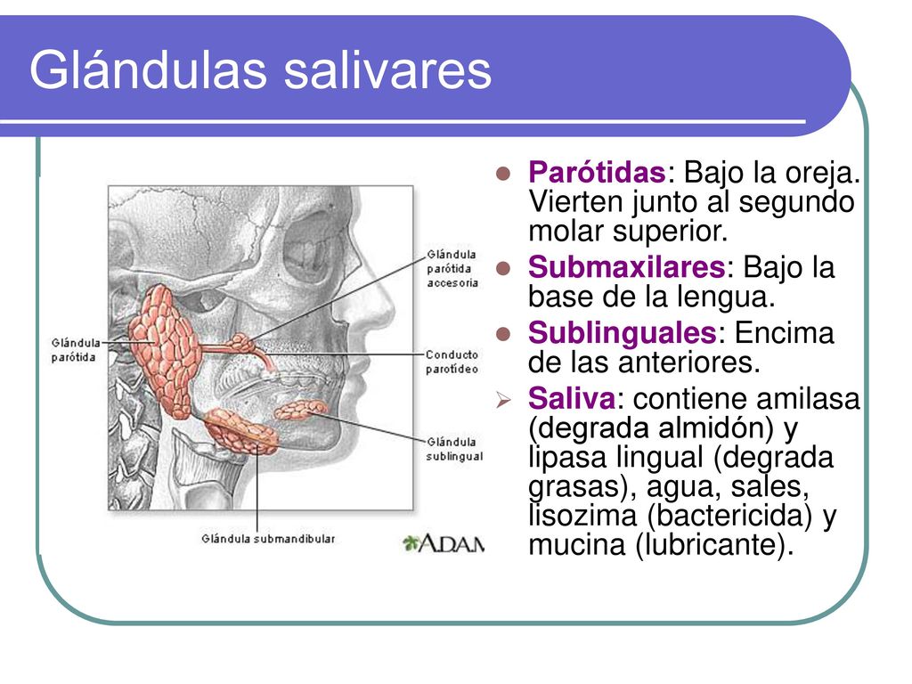 Glándulas salivares Parótidas: Bajo la oreja. Vierten junto al segundo molar superior. Submaxilares: Bajo la base de la lengua.