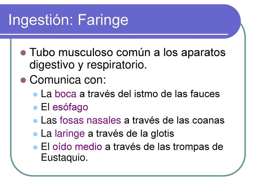 Ingestión: Faringe Tubo musculoso común a los aparatos digestivo y respiratorio. Comunica con: La boca a través del istmo de las fauces.