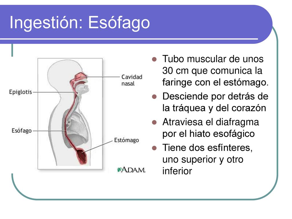 Ingestión: Esófago Tubo muscular de unos 30 cm que comunica la faringe con el estómago. Desciende por detrás de la tráquea y del corazón.