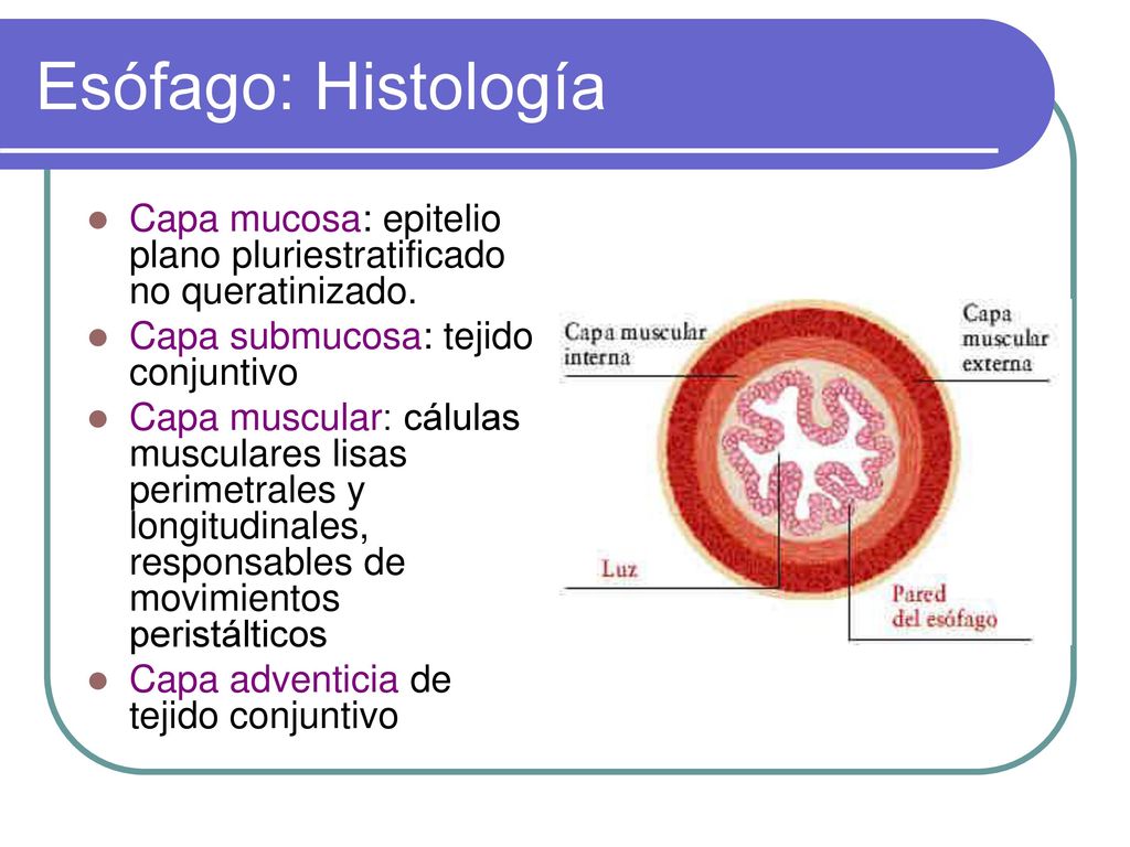 Esófago: Histología Capa mucosa: epitelio plano pluriestratificado no queratinizado. Capa submucosa: tejido conjuntivo.
