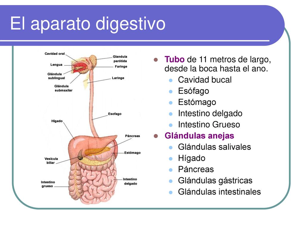 El aparato digestivo Tubo de 11 metros de largo, desde la boca hasta el ano. Cavidad bucal. Esófago.