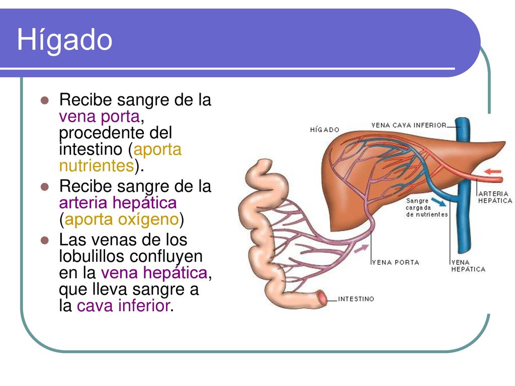 Hígado Recibe sangre de la vena porta, procedente del intestino (aporta nutrientes). Recibe sangre de la arteria hepática (aporta oxígeno)