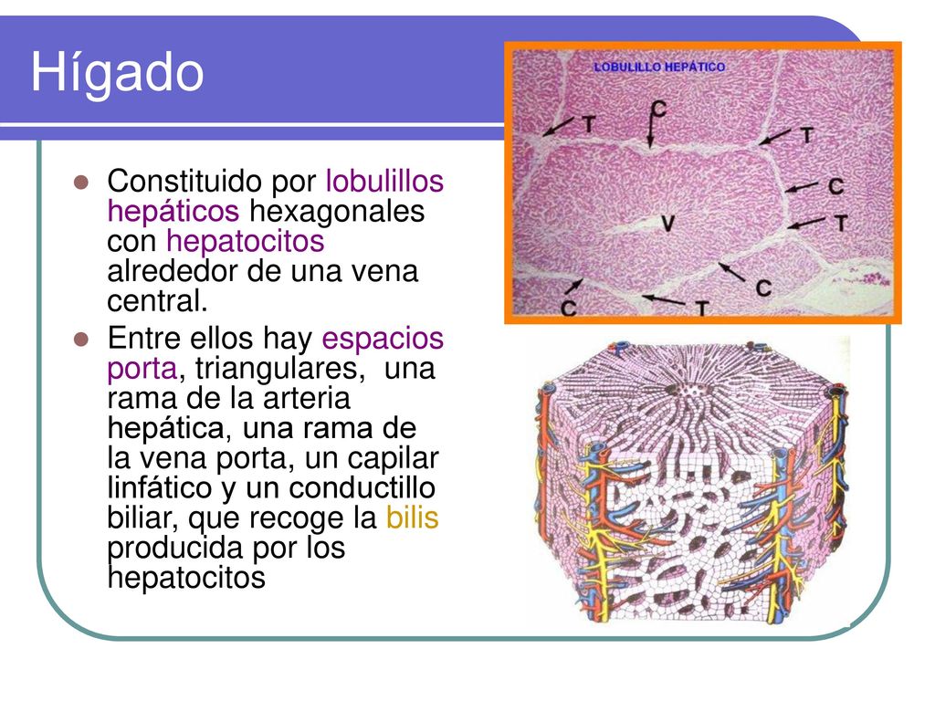 Hígado Constituido por lobulillos hepáticos hexagonales con hepatocitos alrededor de una vena central.