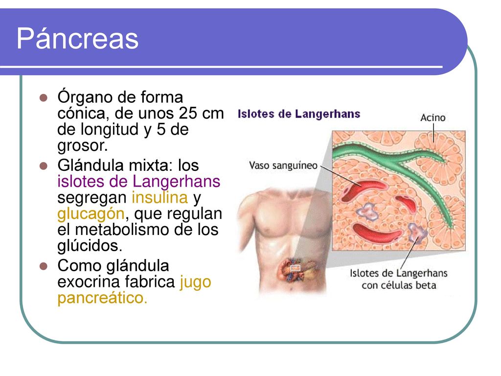 Páncreas Órgano de forma cónica, de unos 25 cm de longitud y 5 de grosor.