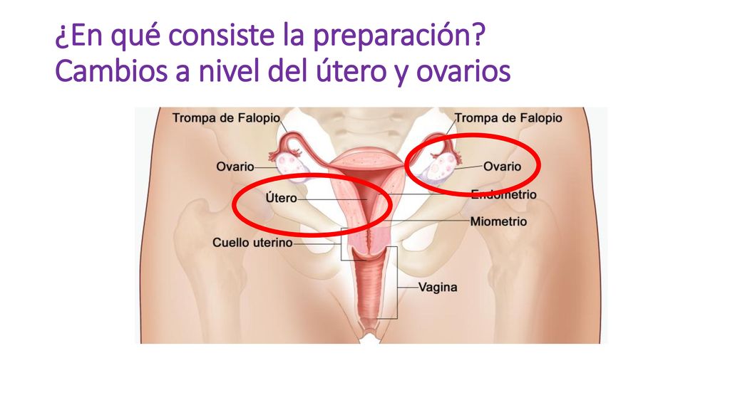 ¿En qué consiste la preparación Cambios a nivel del útero y ovarios
