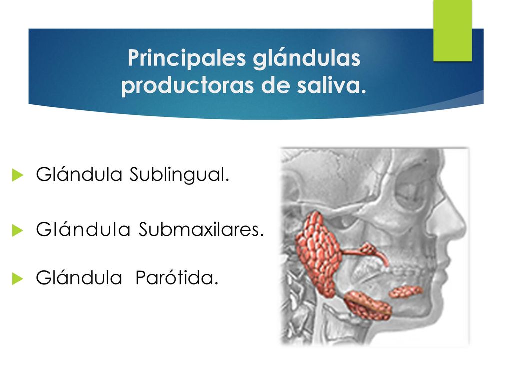 Principales glándulas productoras de saliva.