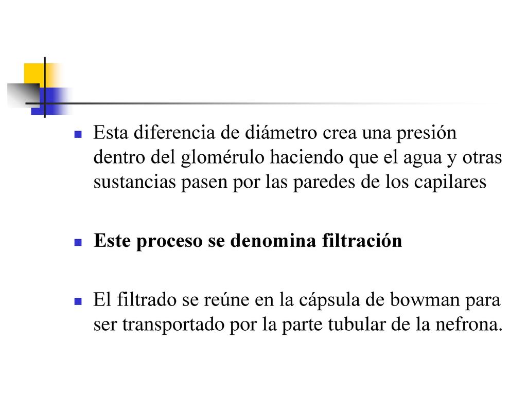 Esta diferencia de diámetro crea una presión dentro del glomérulo haciendo que el agua y otras sustancias pasen por las paredes de los capilares