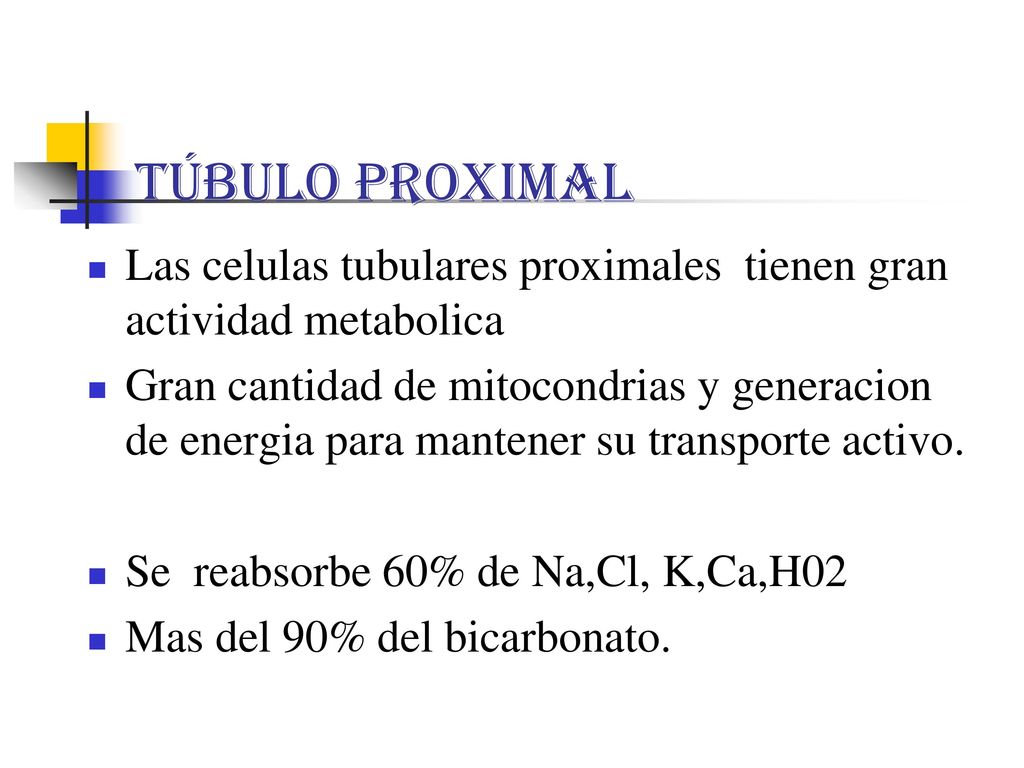 Túbulo proximal Las celulas tubulares proximales tienen gran actividad metabolica.