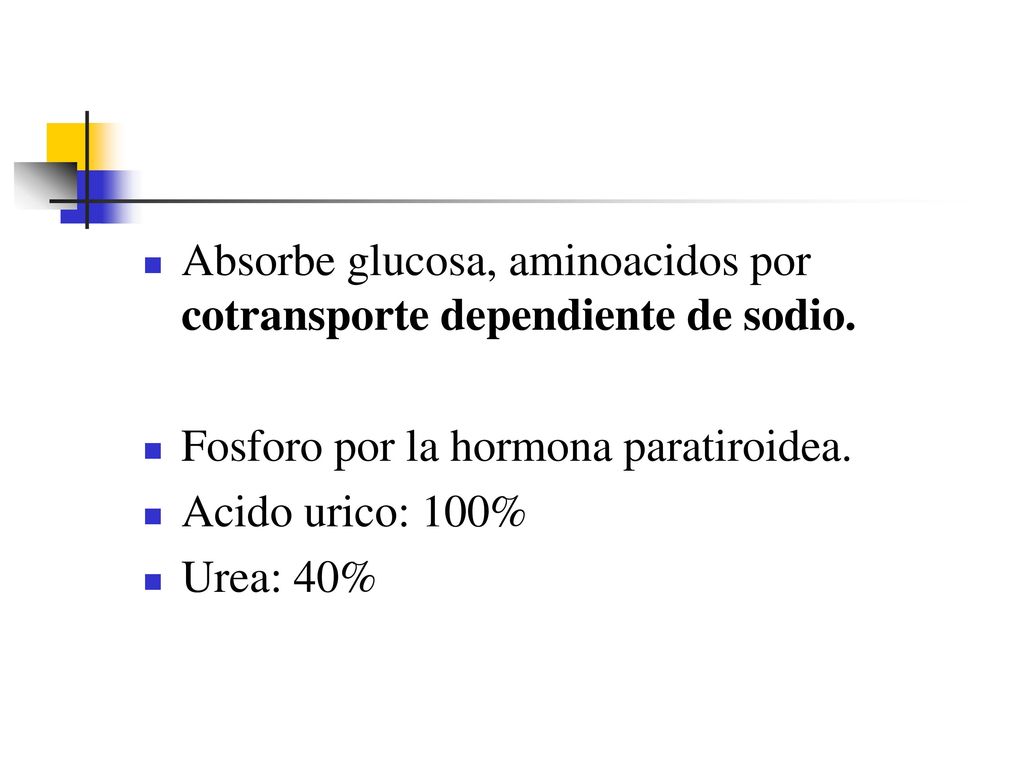 Absorbe glucosa, aminoacidos por cotransporte dependiente de sodio.