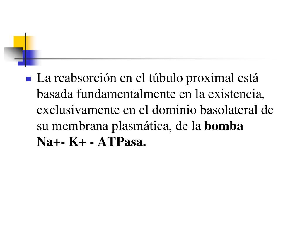 La reabsorción en el túbulo proximal está basada fundamentalmente en la existencia, exclusivamente en el dominio basolateral de su membrana plasmática, de la bomba Na+- K+ - ATPasa.