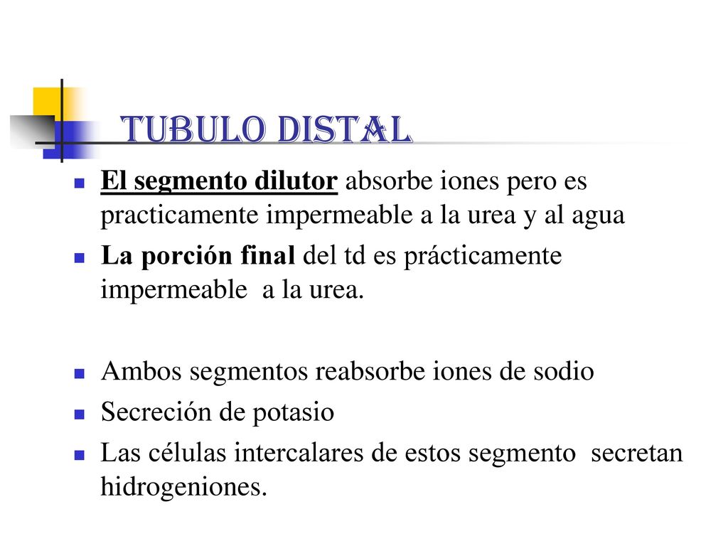 TUBULO DISTAL El segmento dilutor absorbe iones pero es practicamente impermeable a la urea y al agua.