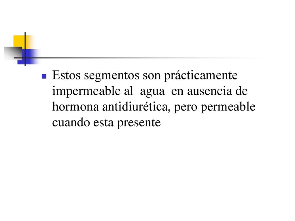 Estos segmentos son prácticamente impermeable al agua en ausencia de hormona antidiurética, pero permeable cuando esta presente