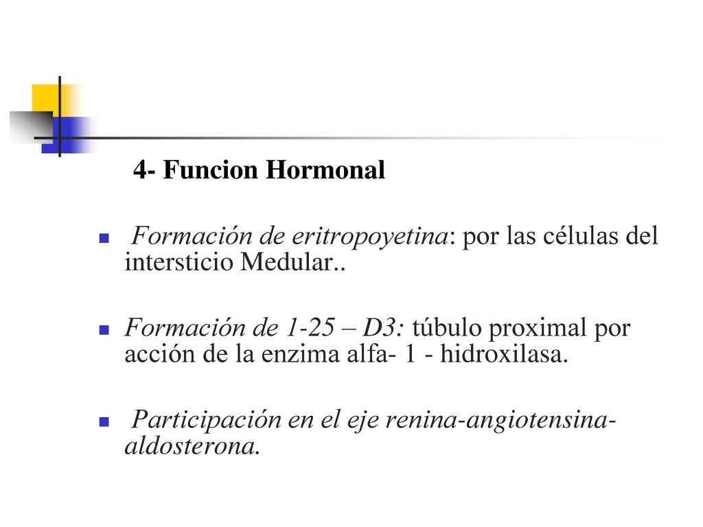 4- Funcion Hormonal Formación de eritropoyetina: por las células del intersticio Medular..