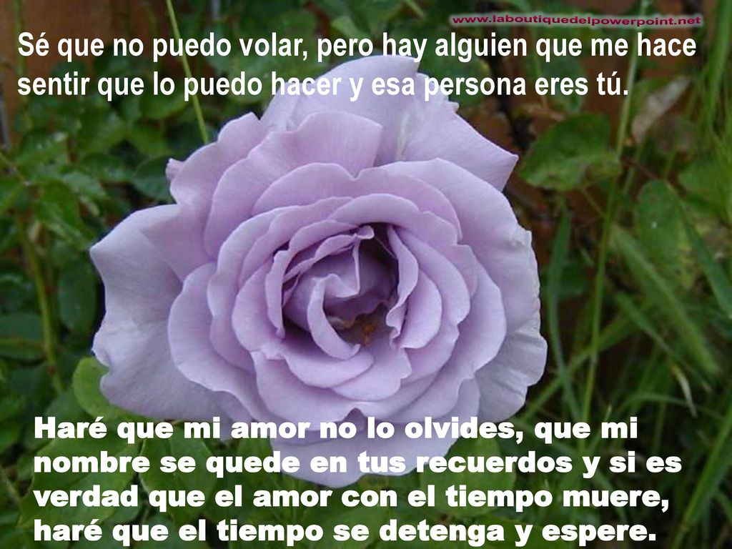 Sé que no puedo volar, pero hay alguien que me hace sentir que lo puedo hacer y esa persona eres tú.