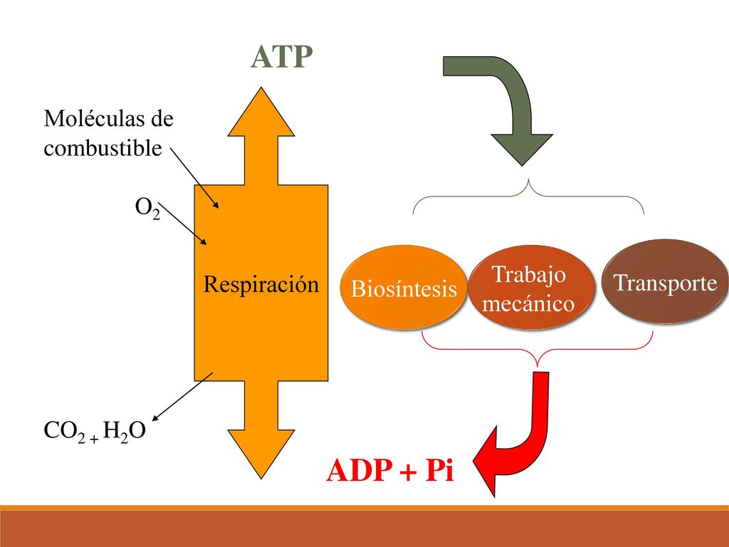 ATP ADP + Pi Moléculas de combustible O2 Respiración Trabajo