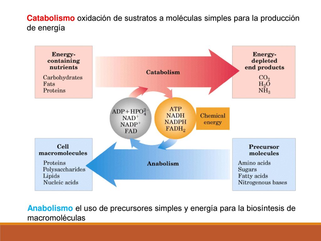 Catabolismo oxidación de sustratos a moléculas simples para la producción de energía