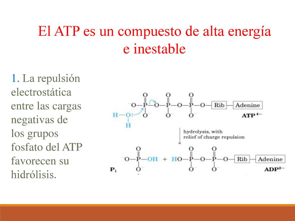 El ATP es un compuesto de alta energía e inestable