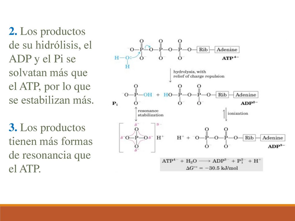 2. Los productos de su hidrólisis, el ADP y el Pi se solvatan más que el ATP, por lo que se estabilizan más.